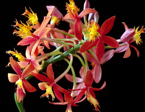 hawaian orchid
