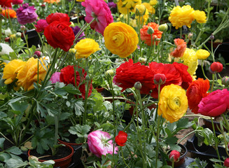 ranunculus flowers 4