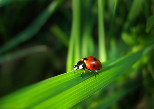 red ladybird on a grass