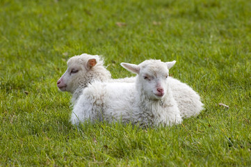 lamm ii