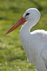 storch