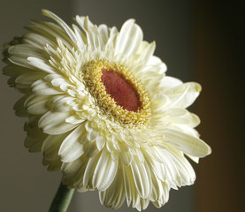 gerbera - a flower