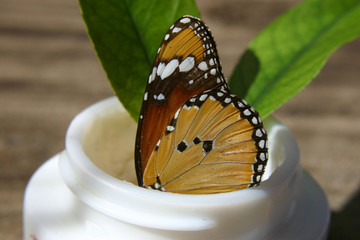 butterfly approved