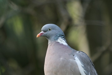 Obraz premium wood pigeon