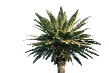 palm tree