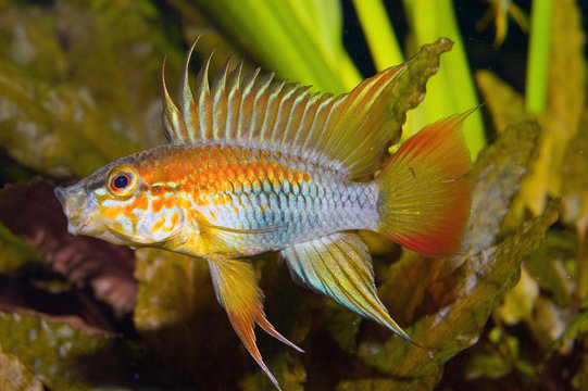 Apistogramma Viejita 2