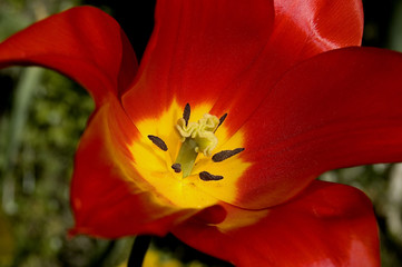 fleur rouge red flower