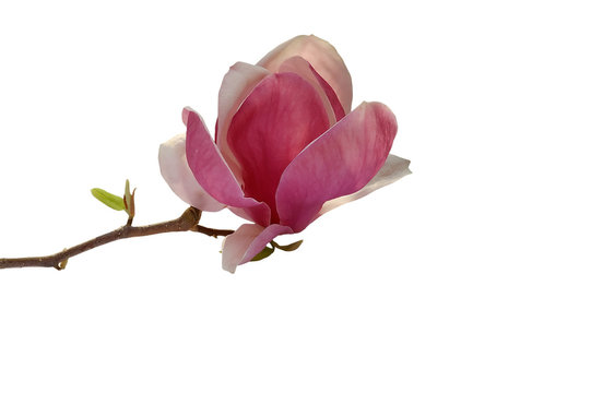 Fototapeta magnolie