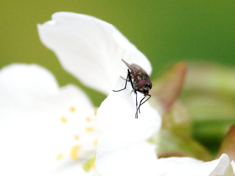 mosca operosa