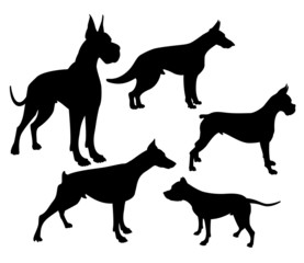 silhouette de chiens