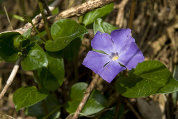purple flower