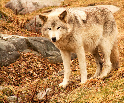 wolf looking at the camera