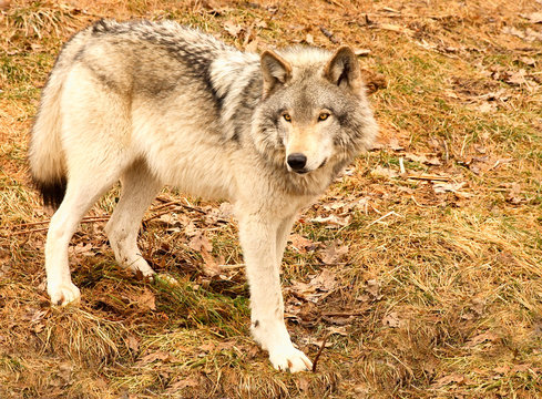 gray wolf on a spring day