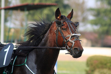  horse racing