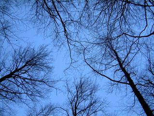 trees