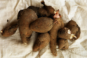 yuca mandioca cassava 1
