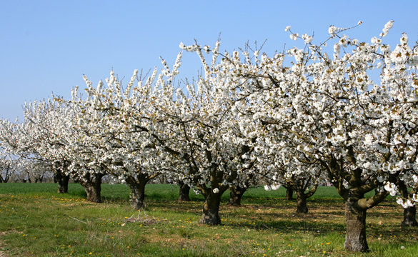 rang de cerisiers