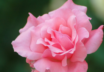 pink rose