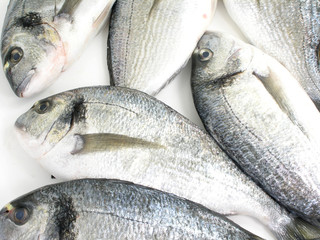 gilded head sea bream at the market 2