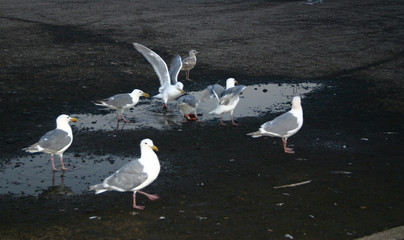 gulls squabbling