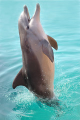 Obraz premium dolphin