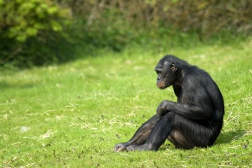 bonobo sitting - obrazy, fototapety, plakaty