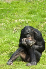 bonobo sitting