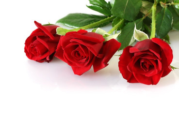 three red roses