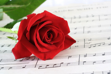 red rosebud on sheet music