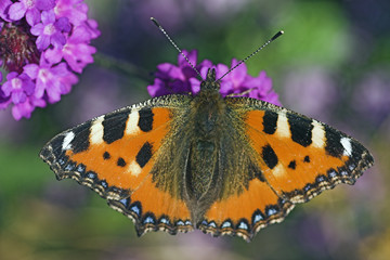 schmetterling