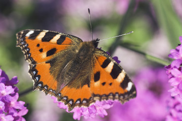 schmetterling