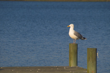seagull