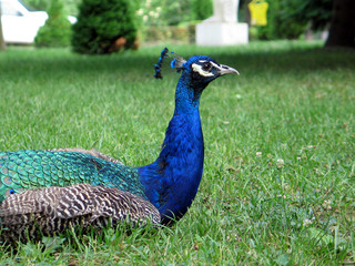 Obraz premium peacock 1_6906