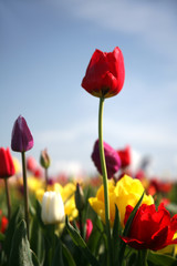 Obraz premium the red tulip