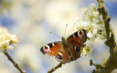 papillon © danimages