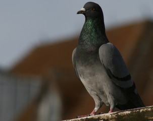 pidgeon