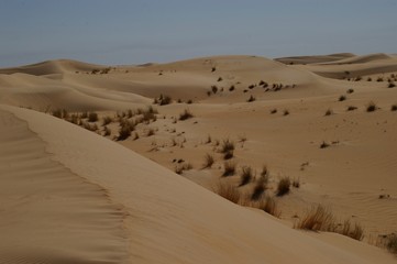 Fototapeta na wymiar dunes du grand erg oriental