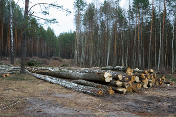 deforestation