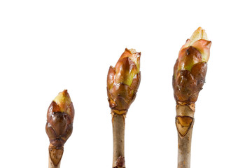 buds of chestnut