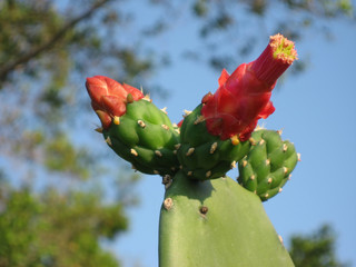 cactus flower closeup
