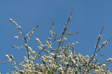blossom tree