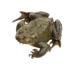 crapaud commun - bufo bufo