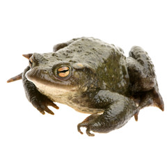 crapaud commun - bufo bufo