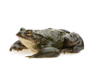 Fototapeta premium crapaud commun - bufo bufo