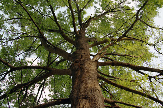 tall oak tree