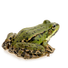 Fototapeta premium grenouille verte - rana esculenta