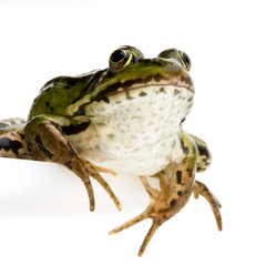 Naklejka premium grenouille verte - rana esculenta