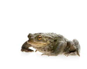crapaud commun - bufo bufo
