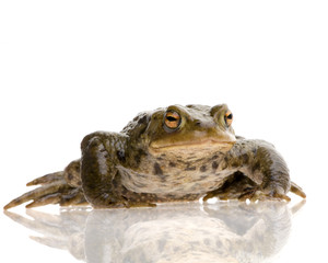 crapaud commun - bufo bufo