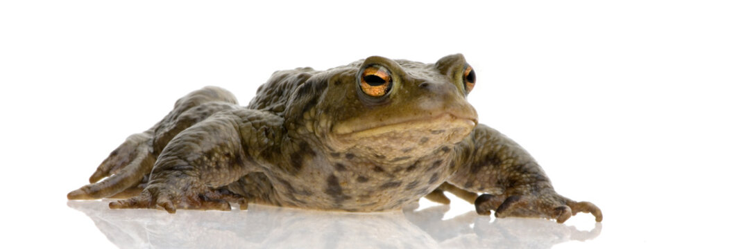 crapaud commun - bufo bufo